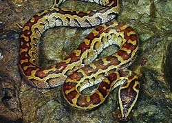 Krajty rodu Python