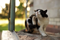 Five common cat flea myths debunked