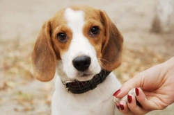 Dog Paw Injuries: Treating Cracked Pads & More