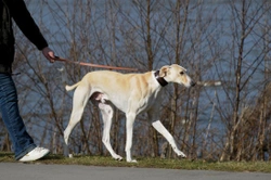 The Chart Polski - The Polish Greyhound