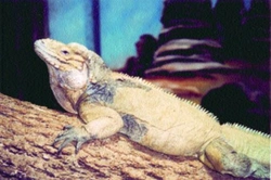 Leguán nosorohý (Cyclura cornuta)