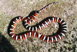 Lampropeltis pyromelana infralabialis