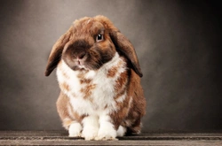 Rabbit Care Calendar: Month-by-Month Guide for Your Rabbit