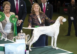 Introducing the Pointer - Reserve Best in Show at Crufts 2018