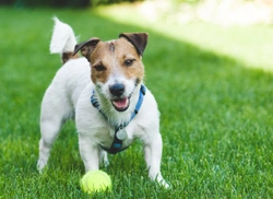 Ways You Could be Shortening your Dog's Life