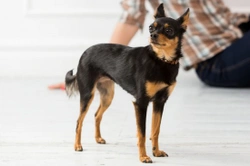 Complete Guide to Keeping Dogs in Apartments