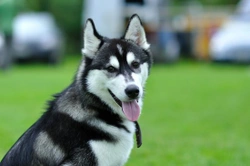 Learning more about the Siberian Husky personality