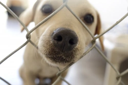 Why might a dog rehoming shelter reject your application?