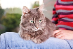 Kneading and your Cat