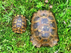 Euroasijské želvy rodu Testudo, nová taxonomie, pozorování v přírodě a chov v zajetí – 3. část