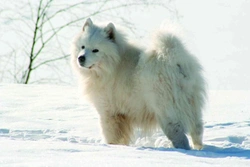 Pes s úsměvem – samojed