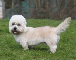 7 Dog Breeds Named After People: Origins & Backgrounds