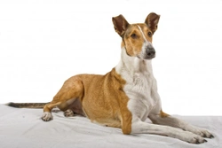 Hereditary health and longevity of the smooth collie dog breed