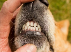 Some Home Dental Care Tips & Tricks for Dogs