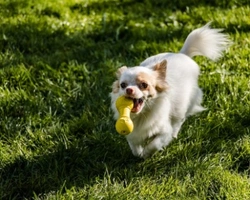 Chihuahua nano bianco e Chihuahua nano pelo lungo - Prezzi in Italia