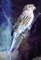 Konopka žlutozobá (Carduelis flavirostris Linnaeus, 1758)