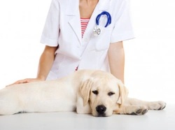 How to Deal with Abscesses in Dogs