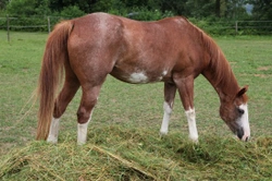 Feeding the Senior Horse