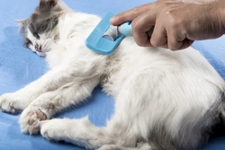 Grooming tips for the owners of longhaired cats