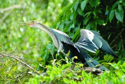 Fauna Rio Yacuma