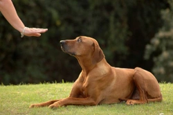 The five most important training commands to teach your dog