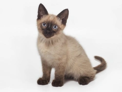 Five universal personality traits of the Siamese cat