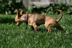 Why Does My Male Dog Pee Like a Girl?