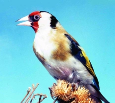 Stehlík obecný Carduelis carduelis (Linnaeus, 1758)