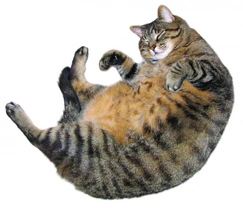 Obezita u koček