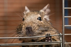 Understanding your degus behaviour