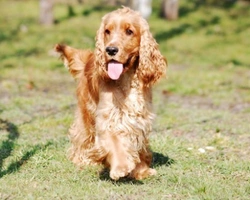 Cocker Spaniel: Prezzo dei Cuccioli in oltre centinaia di annunci