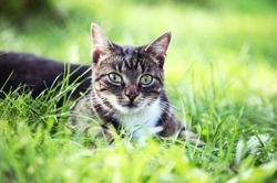 Cat Scratch Fever -  Bartonellosis in Cats