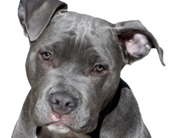 American Staffordshire Bull Terrier: quale colore? Grigio o blue?