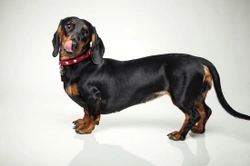 Dachshund paralysis and how to deal with it