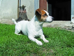 Jack Russell teriér