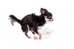 Managing Sexual Behavior in Male Dogs: Tips & Advice