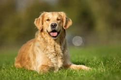 Dogs and Lead Poisoning: Symptoms, Treatment & Prevention