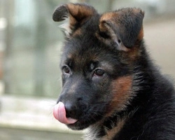 Cucciolo Pastore Tedesco: 3 consigli per crescerlo e dove trovarlo