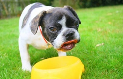 Dogs and their drinking requirements