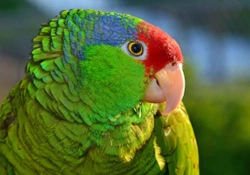 Red-crowned Amazon Parrot