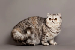 How to Recognise a Pedigree Cat