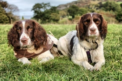 Canine tail docking - The law in the UK