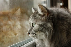 Why do some cats deliberately go out in the rain?