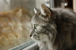 Cats and Rain: Why Do Some Felines Love a Downpour?