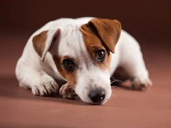 Six important warning signs that your dog might be masking pain