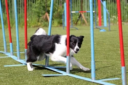 The challenges of training highly intelligent dogs