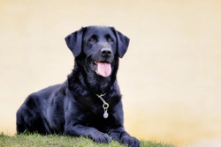 Is the Labrador retriever the right dog for you?