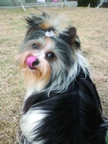 Biewer Yorkshire Terrier a la Pom Pon