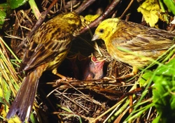 STRNAD OBECNÝ – Emberiza citrinella