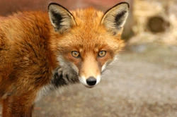 Can Dogs Really Catch Fox Mange? Causes, Symptoms & Treatment